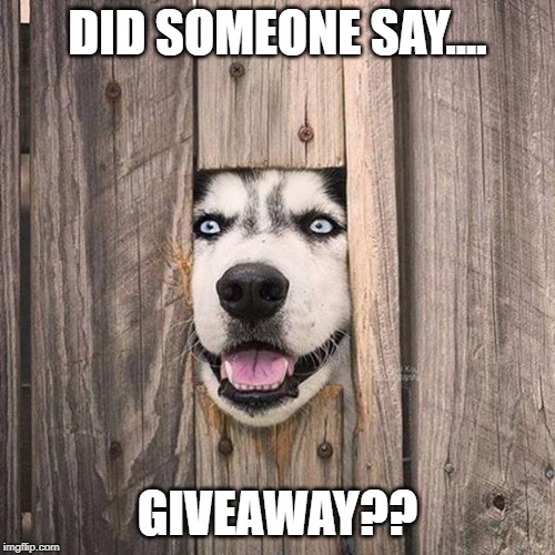 holiday instagram giveaway - dog giveaway meme